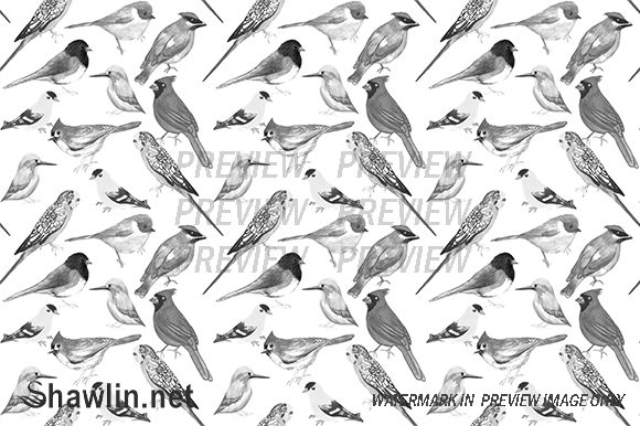 Black and White Birds and Patterns