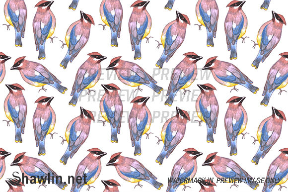 Cedar Waxwing Bird Background for Patterns