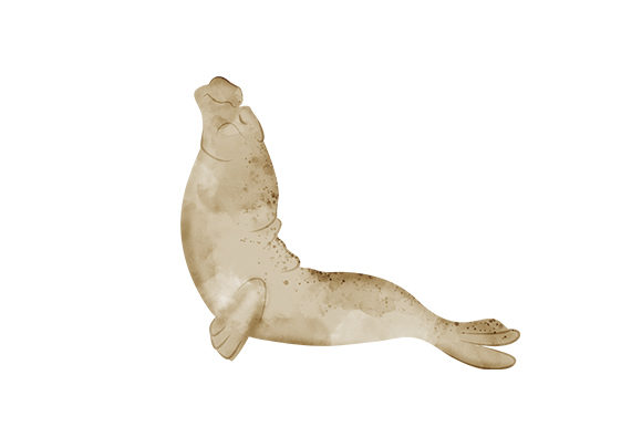 Elephant Seal Watercolour and Animals
