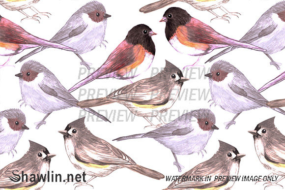Titmouses Bushtits and Juncos Patterns