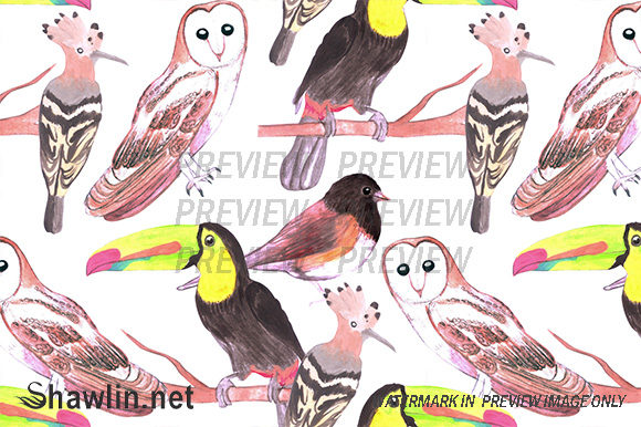 Toucan Juncos Hoopoe Barn Owl